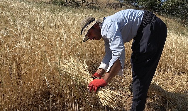 Derecik'te yılın ilk bereketli buğday hasadı sevindirdi