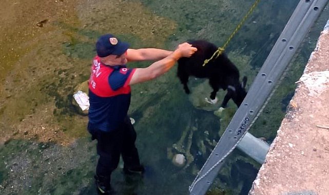 Dereye düşen keçiyi itfaiye ekipleri kurtardı