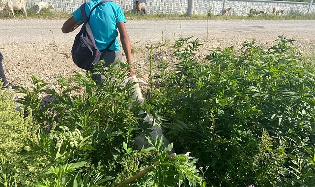 Dereye düşen keçiyi itfaiye kurtardı