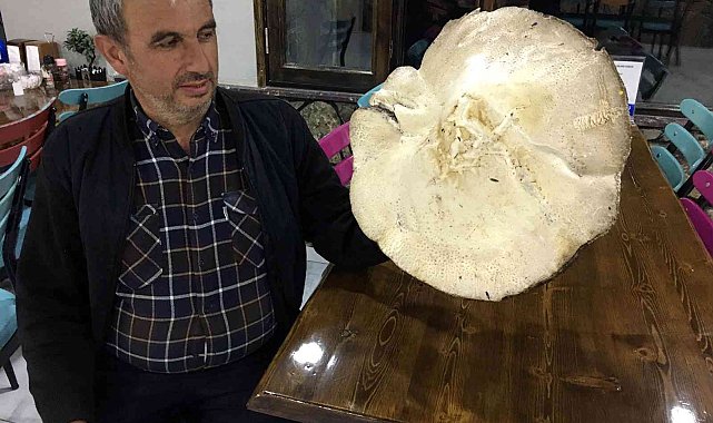 Dev mantar görenleri şaşırtıyor