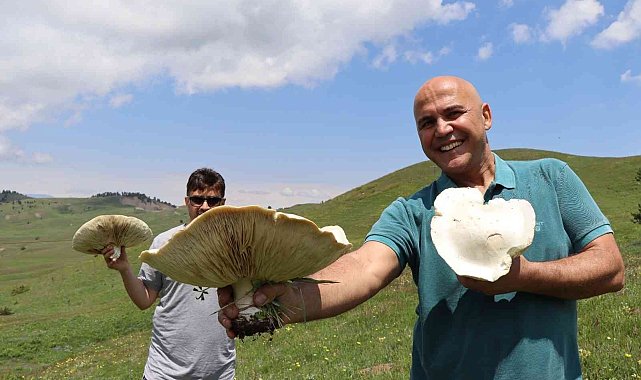 Devasa mantarlar görenleri şaşırtıyor