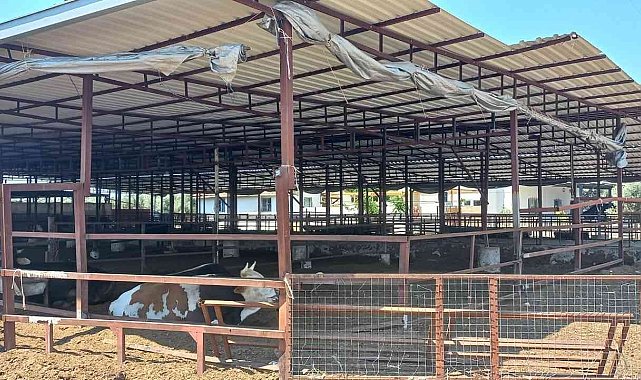 Didim&#039;de hayvan hırsızlığına karışan şahıslar Afyon&#039;da yakalandı