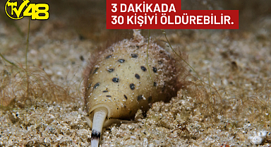 Dikkat! Zehirli Koni Salyangozu Türkiye Sularında görüldü!