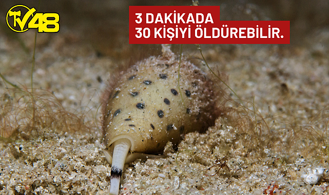 Dikkat! Zehirli Koni Salyangozu Türkiye Sularında görüldü!