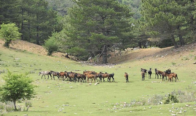 Dilek Yarımadası Milli Parkı'nda yaşayan yılkı atlarının sayısı her geçen gün artıyor