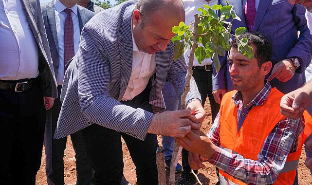 Diyarbakır&#039;da 100 bin ağaçlık fıstık aşılama çalışması başlatıldı
