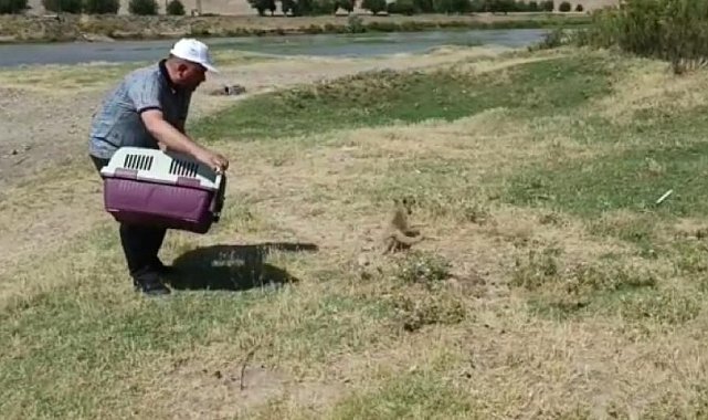 Diyarbakır&#039;da tedavi edilen yavru tilki doğaya bırakıldı