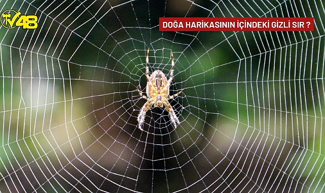 Doğa Harikasının İçindeki Gizli Sır ?