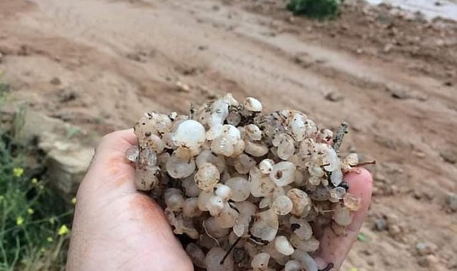 Dolu yağışı bağları vurdu