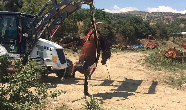 Domuzun saldırdığı yarış atı telef oldu