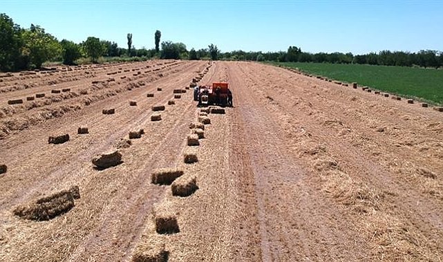 Dörtlü karışım yem bitkisinden üstün verim alındı
