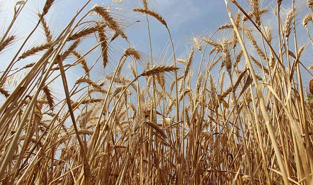 Dünyanın peşinde koştuğu buğdayda hasat devam ediyor