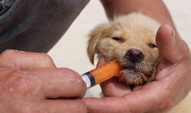 Düzce Belediyesi kısırlaştırarak sağlıklaştırıyor