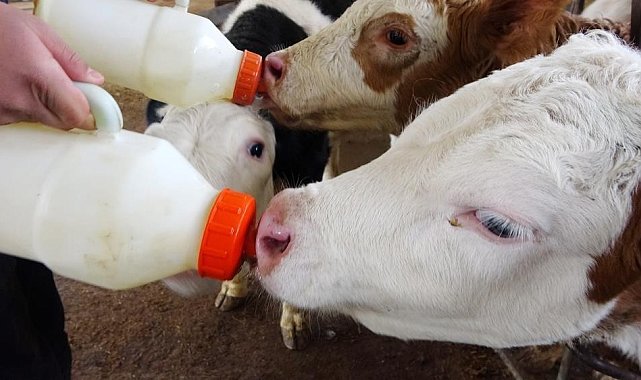 Efeler İlçe Tarım ve Orman Müdürlüğü'nden 'buzağı desteklemesi' uyarısı