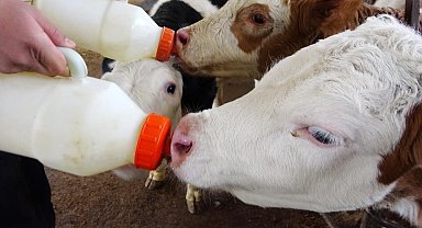 Efeler İlçe Tarım ve Orman Müdürlüğü'nden 'buzağı desteklemesi' uyarısı