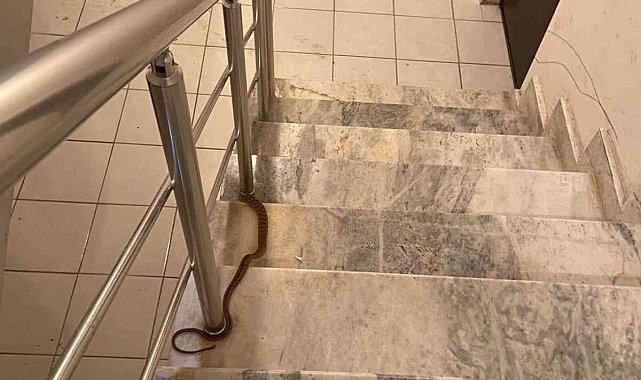 Elazığ&#039;da apartmana giren yılan paniğe neden oldu