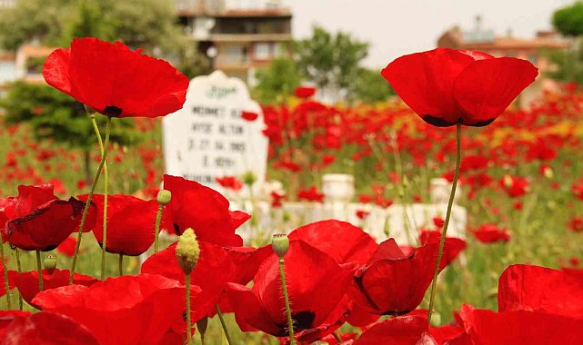 Elazığ'da gelincikler mezarlığı kırmızıya bürüdü