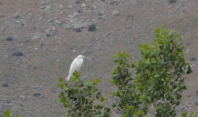 Elbistan'da "küçük ak balıkçıl" objektiflere takıldı
