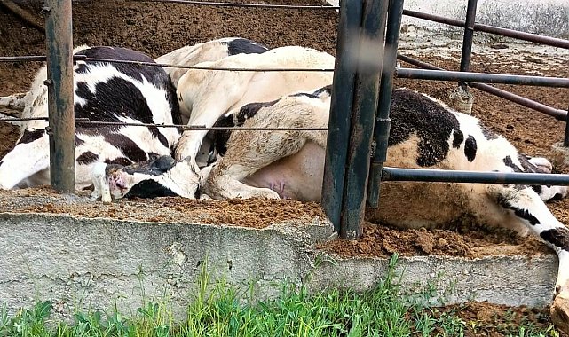 Emet'te ahıra yıldırım düşmesi sonucu 4 büyükbaş hayvan telef oldu