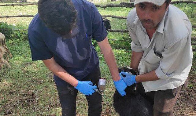Emet'te küçükbaş hayvanların tanımlanması ve aşılama çalışmaları