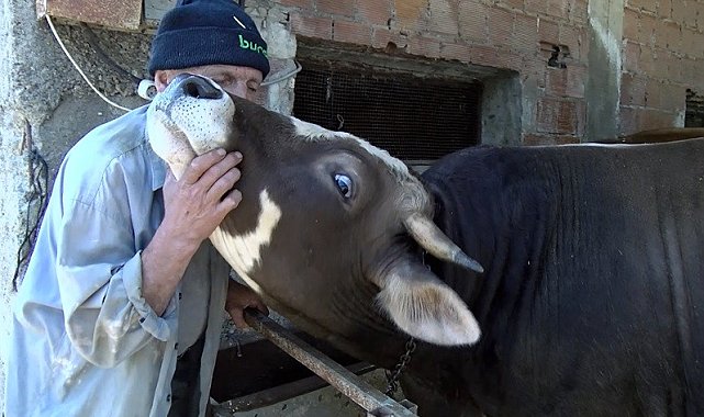 En azgın boğaları masaj yaparak kuzuya dönüştürüyor