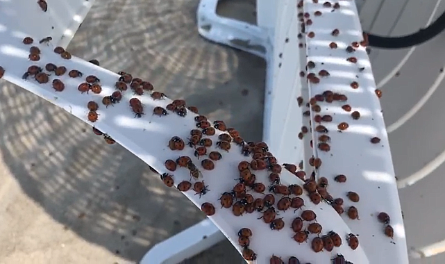 Enez'de uğur böceği istilası