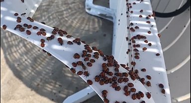 Enez'de uğur böceği istilası