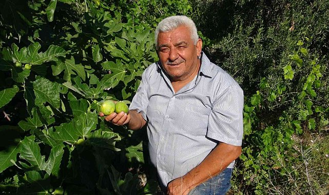 Erkenci incir üreticinin yeni gelir kapısı oldu