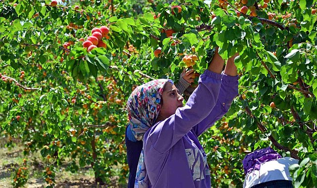 Erkenci kayısı çiftçinin yeni gelir kapısı oldu