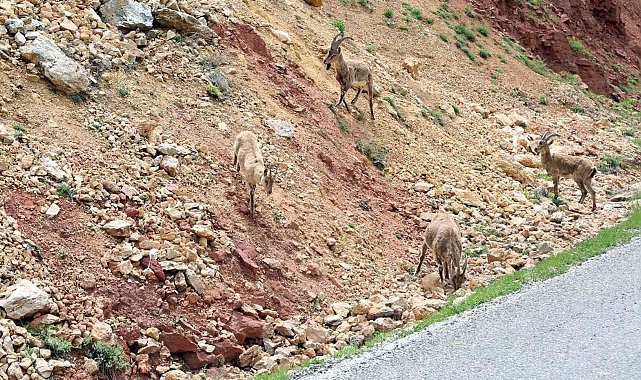 Erzincan - İliç yolunda yaban keçileri yol kenarına indi