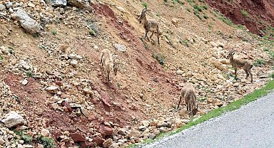 Erzincan - İliç yolunda yaban keçileri yol kenarına indi