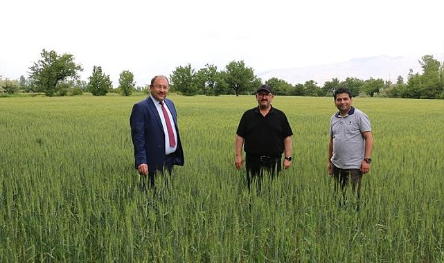 Erzincan'da hububat çiftçinin yüzünü güldürüyor