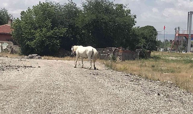 Eskişehir'de başıboş at sorununa çözüm bulunamıyor