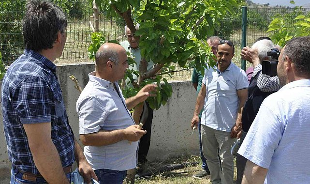 Eskişehir'de ipekböcekçiliği yaygınlaşıyor