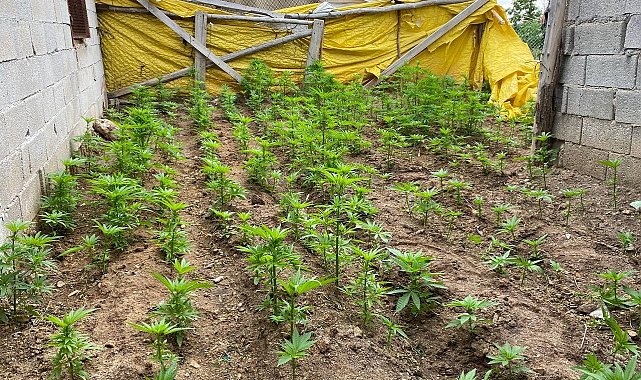 Evin bahçesini kenevir tarlasına çevirmişler