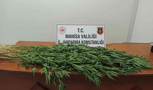 Evinin bahçesinde kenevir yetiştirdi