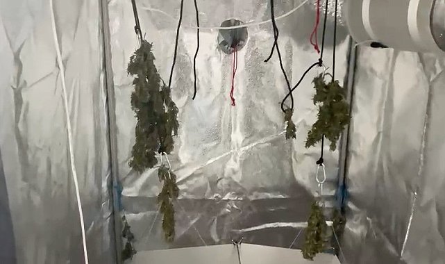 Evinin tuvaletinde uyuşturucu yetiştiren şüpheli suçüstü yakalandı