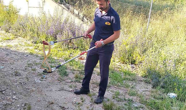 Evlerin arasında dolaşan yılanı itfaiye ekipleri yakaladı