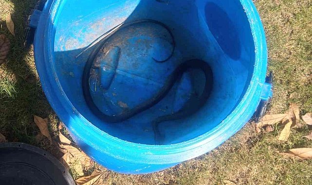 Fethiye'de itfaiyeden yılan yakalama operasyonu