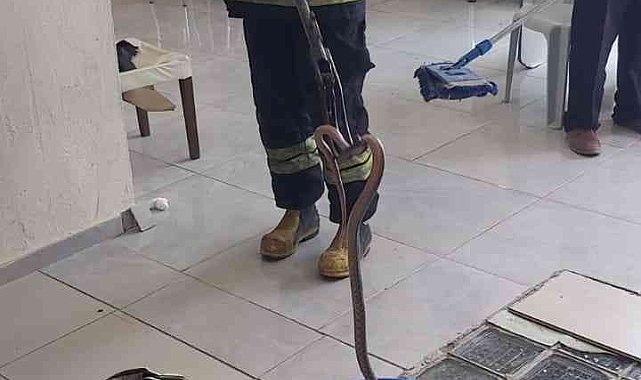 Fethiye'de yılan paniği