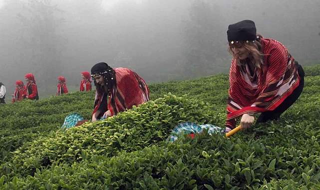 Fındığın başkenti Giresun'da çay hasadı başladı