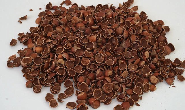 Fındık kabuğu değerleniyor