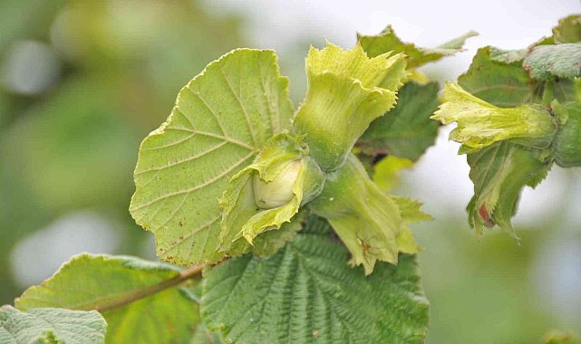 Fındık üreteicisinin fındık taban fiyatı için 60 TL beklentisi