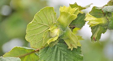 Fındık üreteicisinin fındık taban fiyatı için 60 TL beklentisi