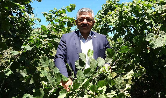 Fındıkta &#039;erken hasat&#039; uyarısı