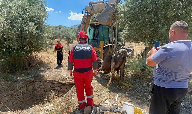 Foseptik çukuruna düşen inek kurtarıldı