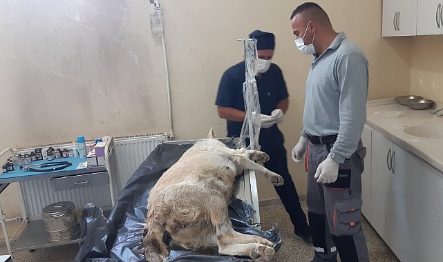 Gebe köpek için belediye ekipleri seferber oldu