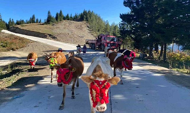 Gelin gibi süsledikleri inekleri ile yaylaların yolunu tuttular