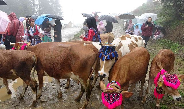 Gelin gibi süsledikleri inekleri ile yaylanın yolunu tuttular