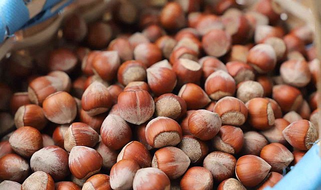 Giresun Tombul fındığı Türkiye'den sonra AB tarafından da tescillendi